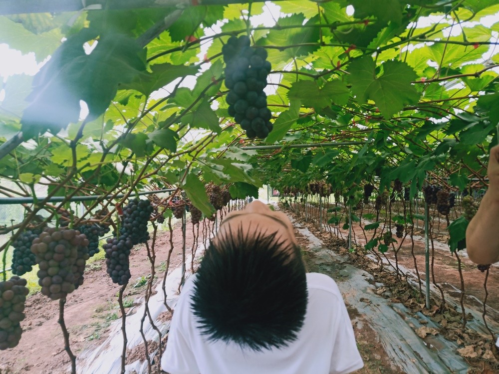 重慶葡萄基地 _這個夏日，一起感受美如畫的田園風(fēng)光