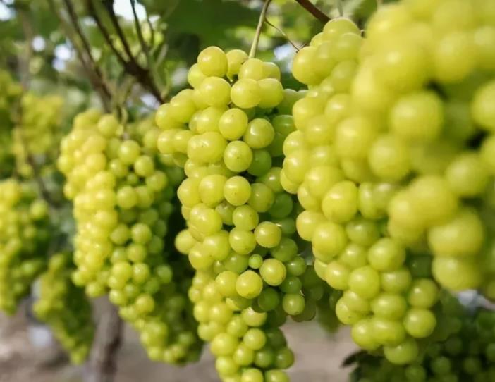 重慶陽光玫瑰葡萄 _陽光玫瑰葡萄有種植前景嗎？
